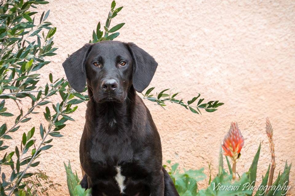 ♥ HARRY, PointerLabMix, appr. 8 months ♥ PointerFreunde e.V.