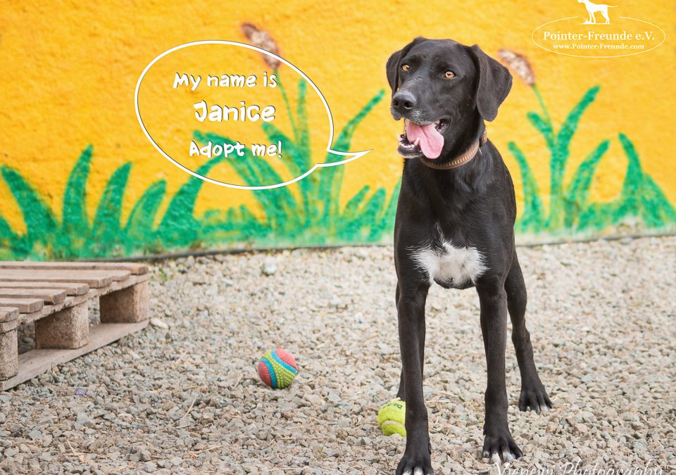 RESERVIERT: ♥ JANICE, Pointer-Mix, geb. ca. 02/2016 ♥