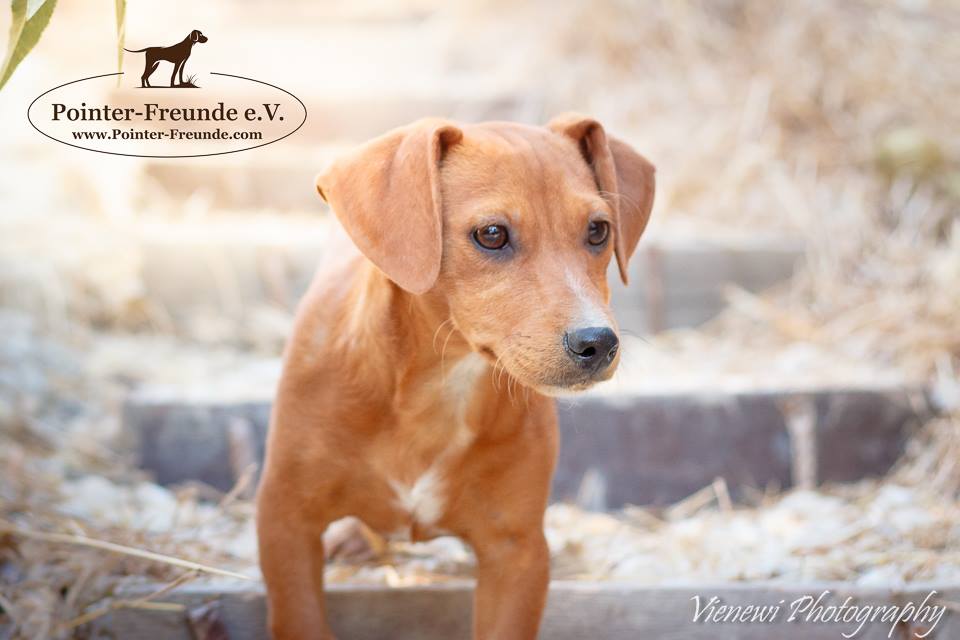 milo-jack-russel-mix-4-months-old-pointer-freunde-e-v