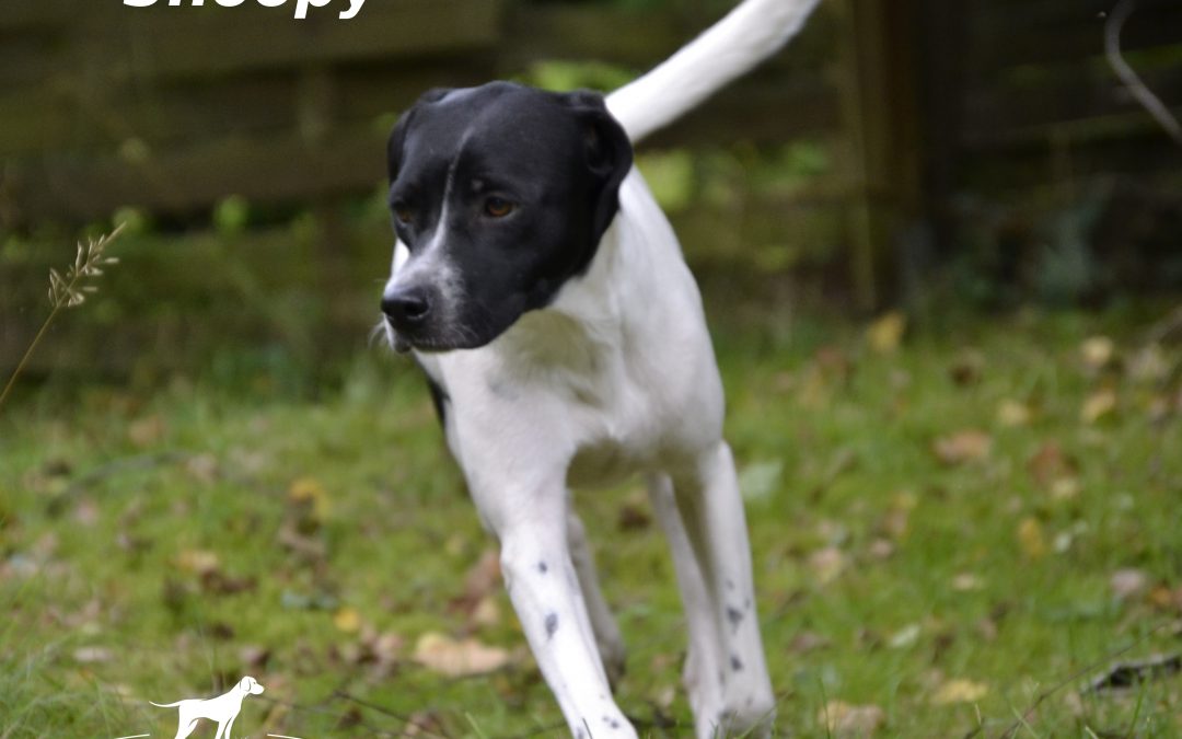 SNOOPY, Pointer-Mix, geb. ca. 04/2016