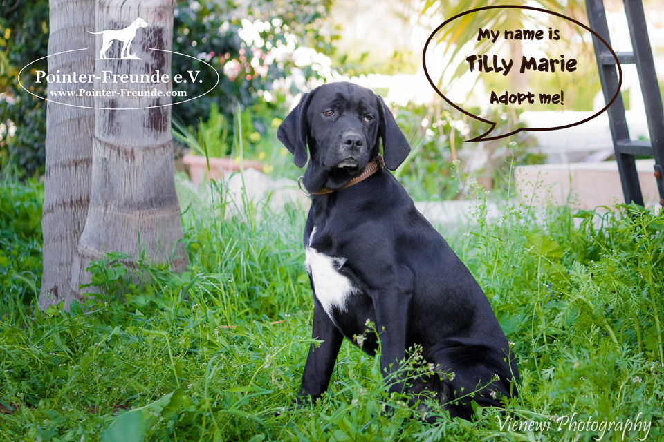TILLY MARIE, Pointer-Mix, geb. 09/2016