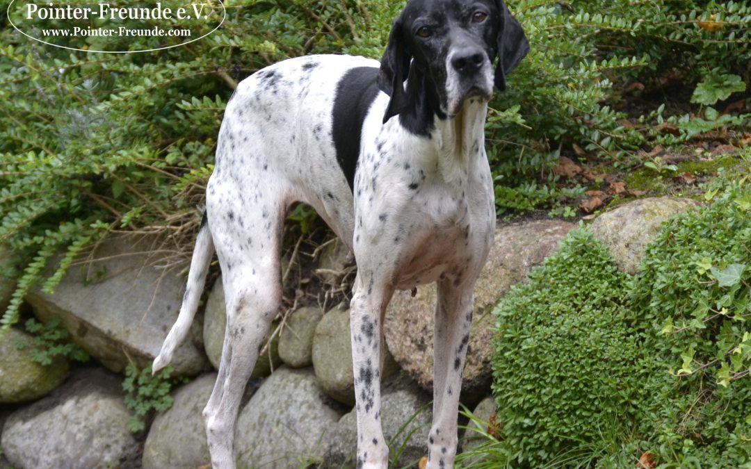 LISA, English Pointer, geb. ca. 2010