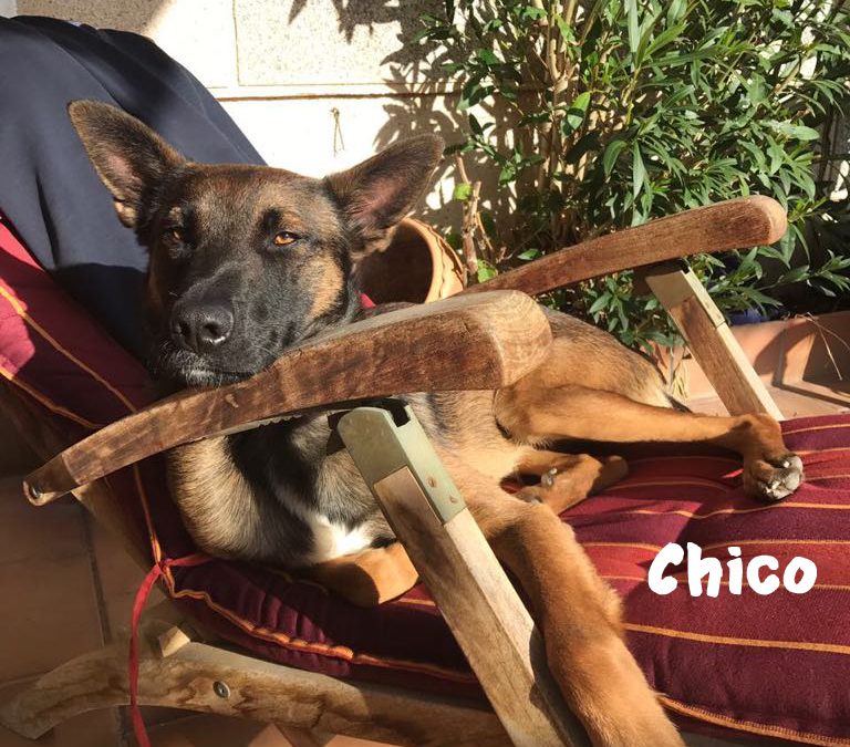 (Deutsch) CHICO, Malinois-Mix, geb. ca. 2016