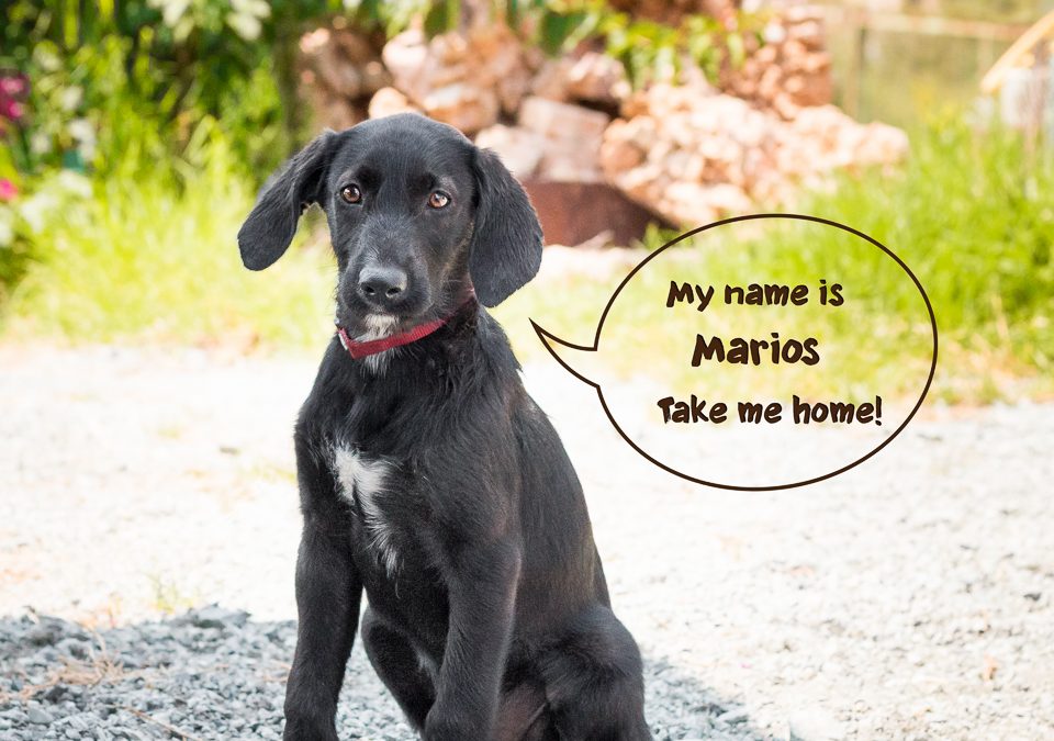MARIOS, Pointer-Terrier, geb. 04/2018