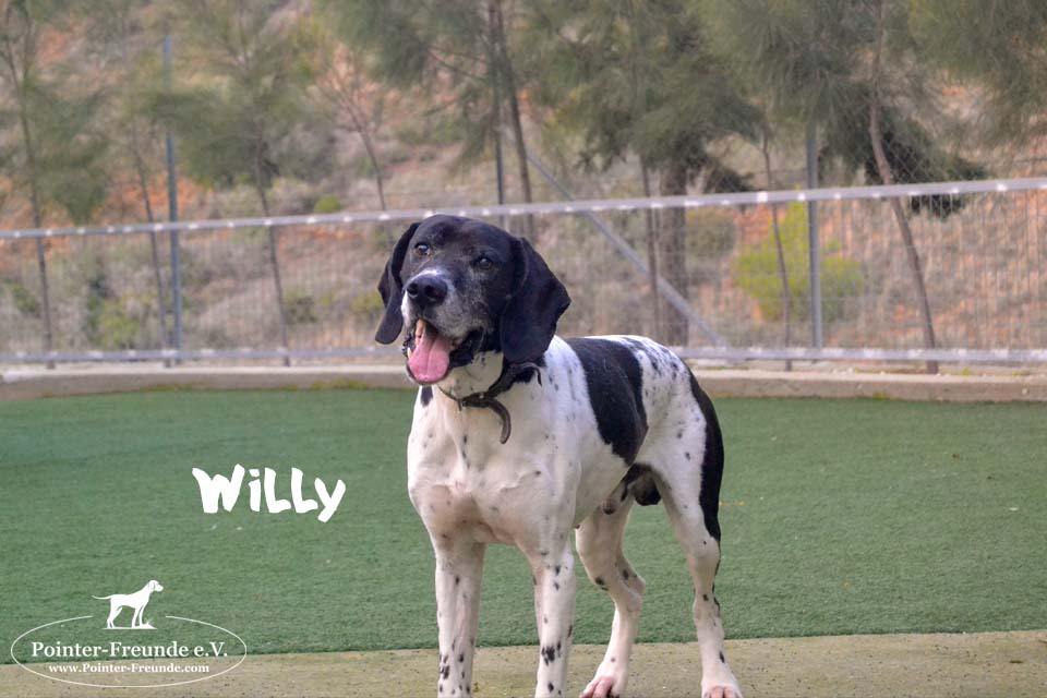 WILLY, English Pointer, geb. ca. 2014