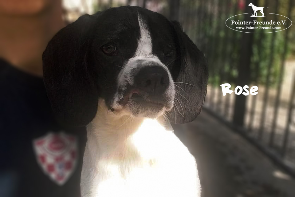 ROSE, Pointer-Mix, born 10/2018