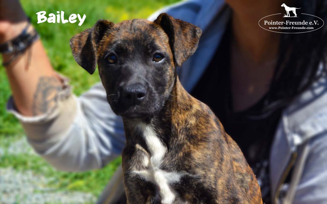 BAILEY, Mix, geb. 12/2018