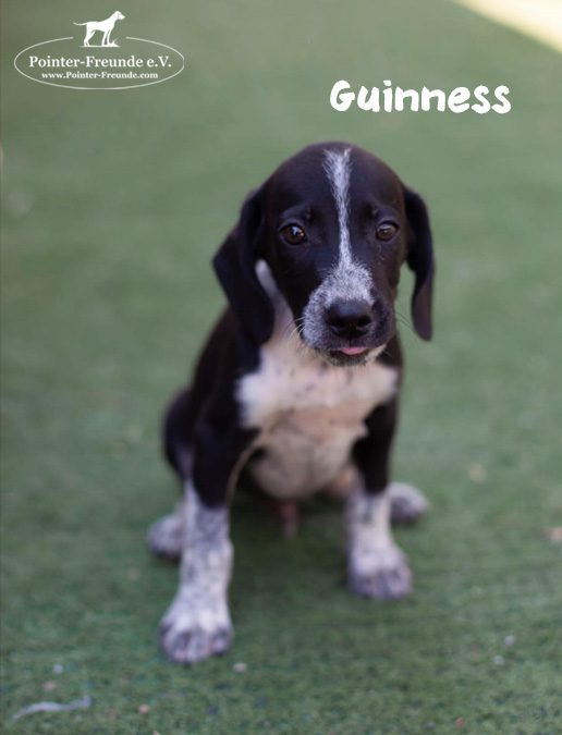 RESERVED: GUINNESS, Pointer-Mix, born 05/2019