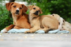 13227605_1766476733584082_3940546426506040765_o