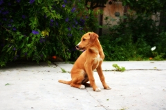 13227832_1766476736917415_4068639059872670926_o