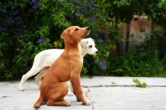 13235198_1766476740250748_7059852121709647606_o