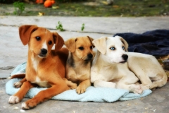 13301453_1766477263584029_3913478401105875710_o