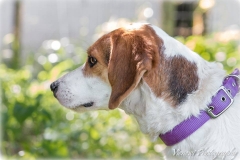 12112519_1742561462642276_1005063323269083595_n