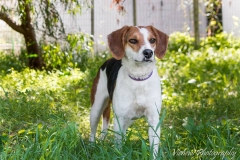 12920409_1742561482642274_2769348232528860621_n