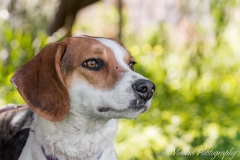 12928429_1742561539308935_5444264417440949506_n