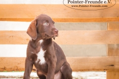 13238901_1766378236927265_9119878491140085622_n