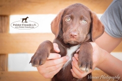 13240063_1766378183593937_5287404344592742754_n