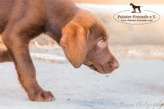 13241246_1766378226927266_8604810773676660737_n