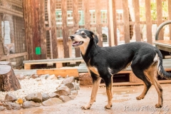 12512657_1747078105523945_3439745821782699351_n