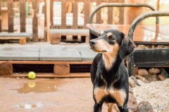 12924548_1747078115523944_2877917269599813566_n