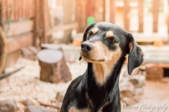 12924552_1747078035523952_3598323739544506919_n