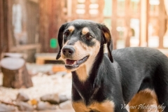 12932549_1747078095523946_7369396564701858911_n