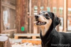 12961514_1747078045523951_1416589616695453294_n