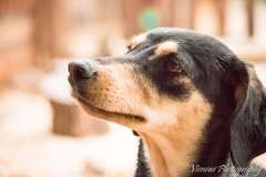 12963918_1747078038857285_1594807762539244526_n