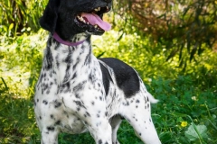 12919780_1742706622627760_6035157387840598753_n