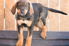 13220874_1764183873813368_4417263821223023150_n