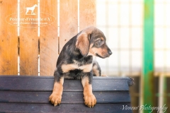 13227033_1764183860480036_8302991024741409302_n