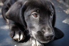 13043443_1754663908098698_2420148106101182205_n