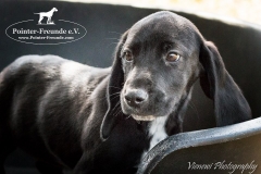 13087656_1754663791432043_4304790268542245830_n