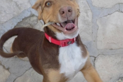 12239688_1741699419395147_7612751534747590606_n