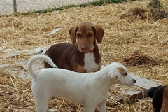 12376677_1741699346061821_2149586479465612323_n