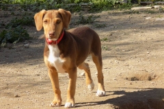 12417513_1741699339395155_3500263272339253695_n