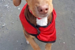 12472449_1741699259395163_2630233422886953447_n