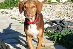 12472841_1741699242728498_8864294017851502977_n