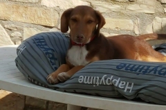 12494845_1741699386061817_5650314970371100765_n