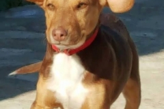 12923385_1741699409395148_5719797446390663024_n