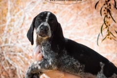 13103448_1757202907844798_2064178969523146443_n