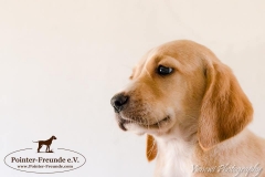 12961468_1749708295260926_4382557700162372754_n