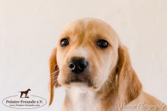 12963909_1749708291927593_5382538912628046747_n