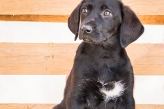 13254084_1766463086918780_3647434815303818124_n