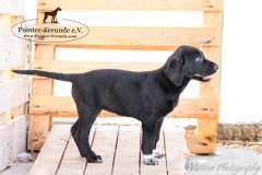 13256086_1766463133585442_7838239078701254533_n