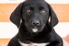 12079049_1766443033587452_625171364355718669_n