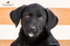 12871464_1766443073587448_4836517150355256290_n