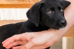 13256397_1766443083587447_3834546659987019704_n