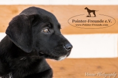 13260089_1766443040254118_8688076139399646382_n