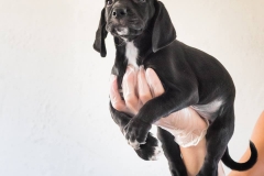 13051775_1755366438028445_6236236794106333984_n